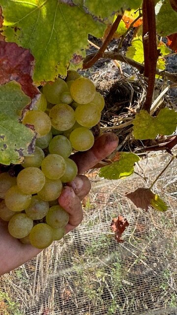 uma mão a segurar um cacho de uvas da casta galego dourado onde vê-se um ninho de pássaro que mostra a sustentabilidade dos vinhedos dos vinhos de Carcavelos em Cascais