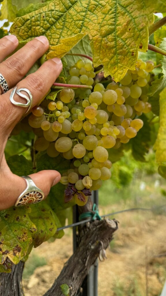 Vinhos de Lisboa