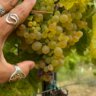 Uvas brancas brilhantes na mão da sommelier Flávia de Carvalho, a guiar uma visita na Quinta de Sampayo, na região vinícola do Tejo, Portugal