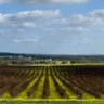 Paisagem com vinhedos e pequenas flores amarelas a fazer contaste na paisagem verde e com os troncos das vinhas acastanhadas a sobressaltar na paisagem