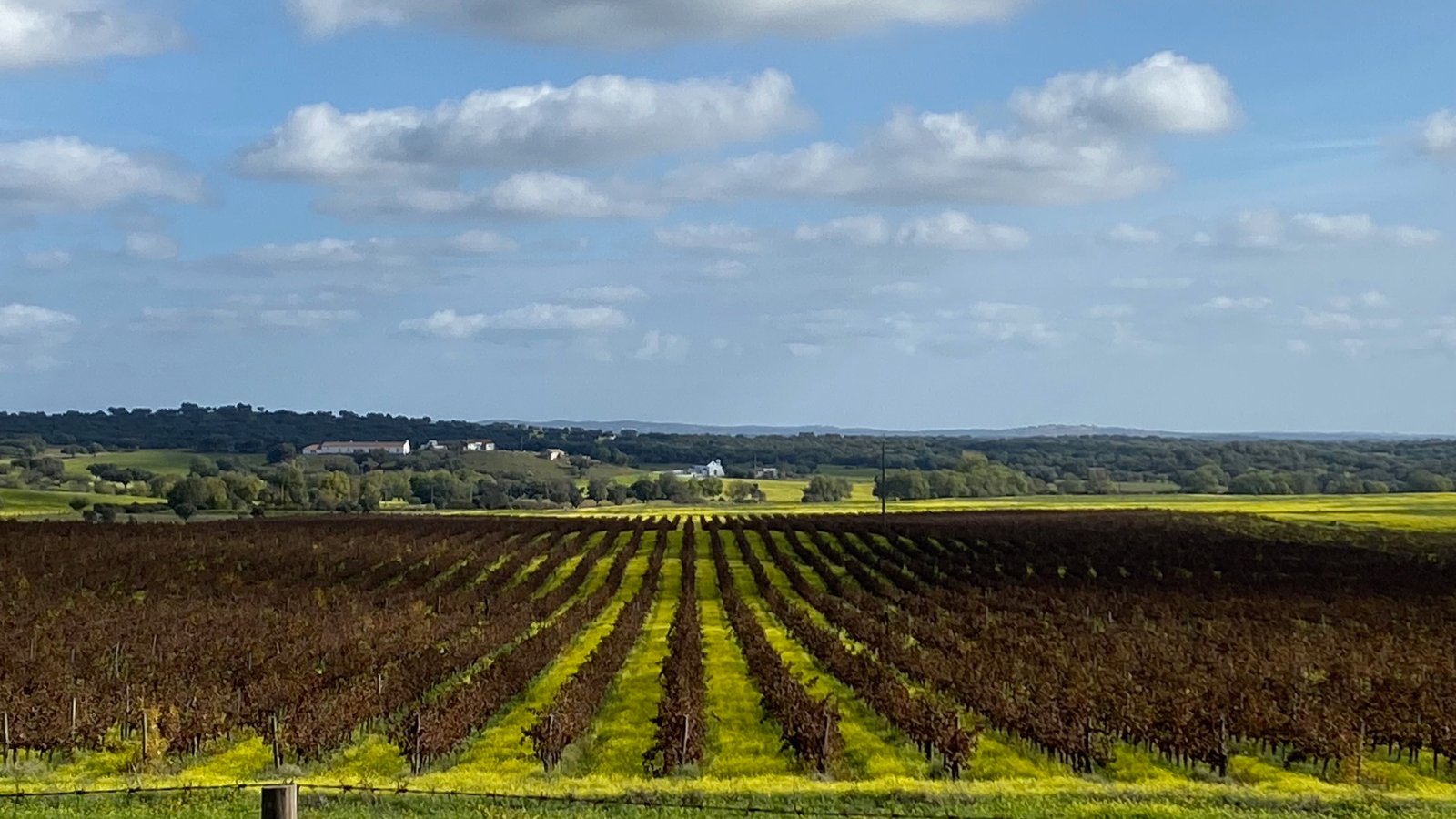 Paisagem com vinhedos e pequenas flores amarelas a fazer contaste na paisagem verde e com os troncos das vinhas acastanhadas a sobressaltar na paisagem